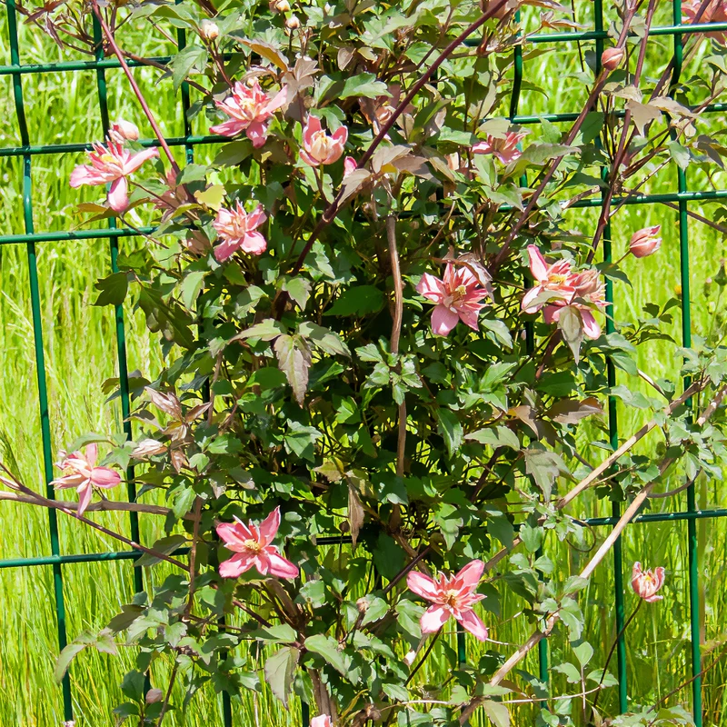 Clématite Broughton Star