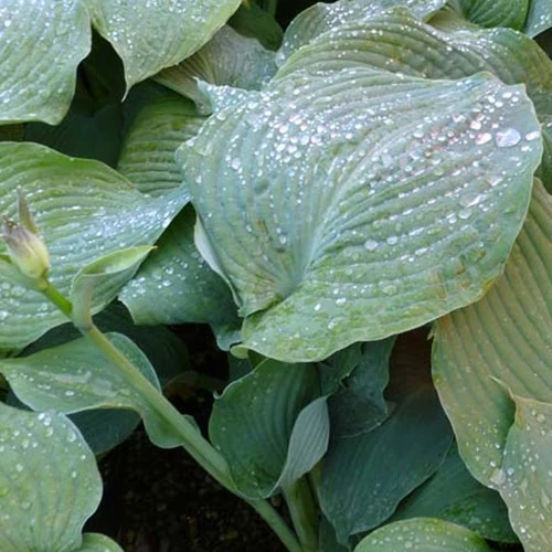 Hosta Blue Angel