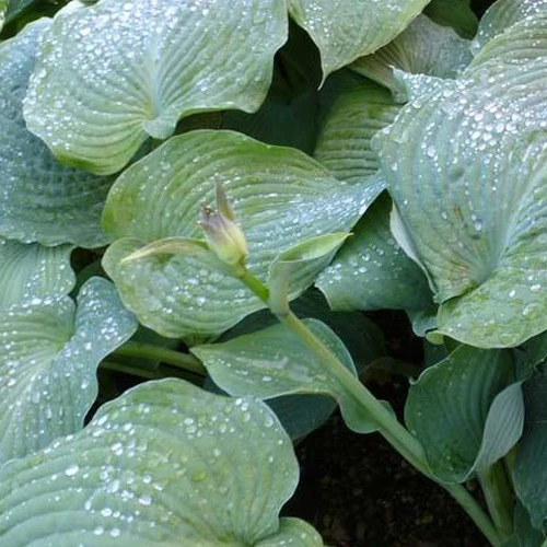 Hosta Blue Angel