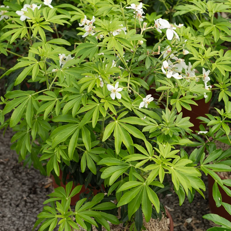 Oranger du Mexique Greenfingers®