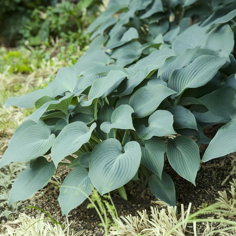 Hosta Blue Cadet