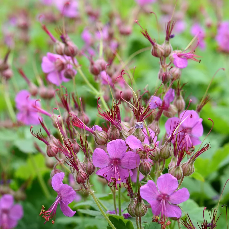 Géranium vivace