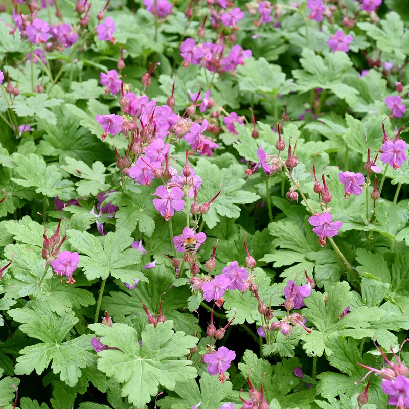 Géranium vivace