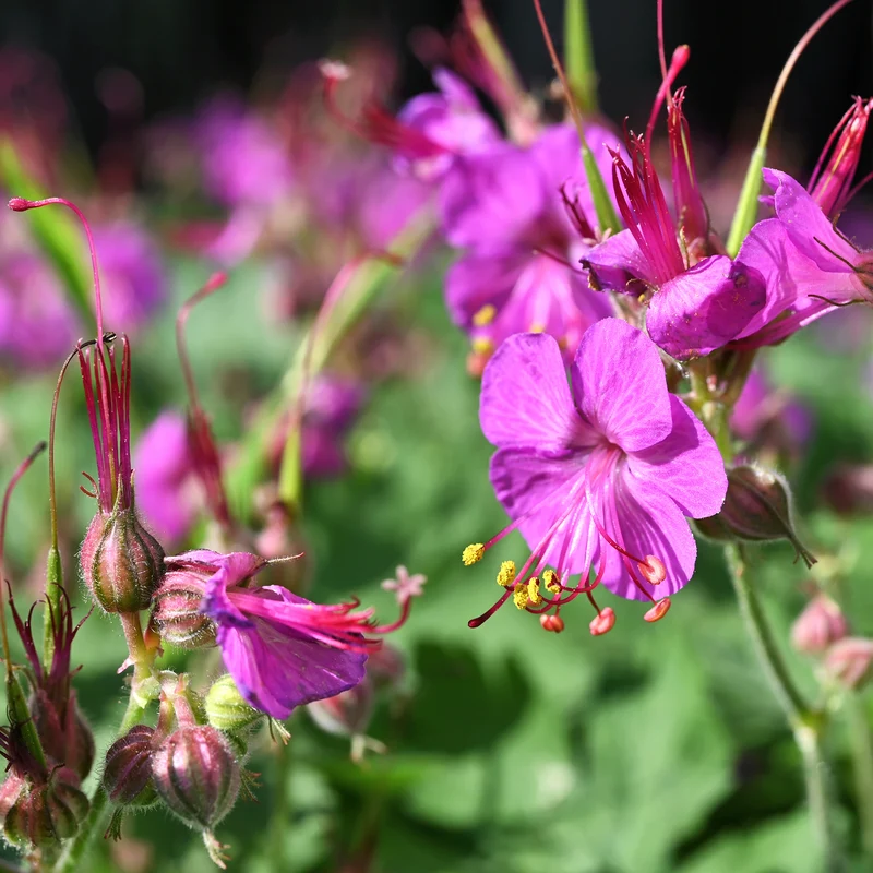 Géranium vivace