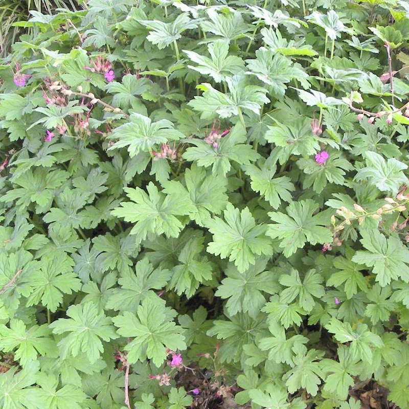 Géranium vivace