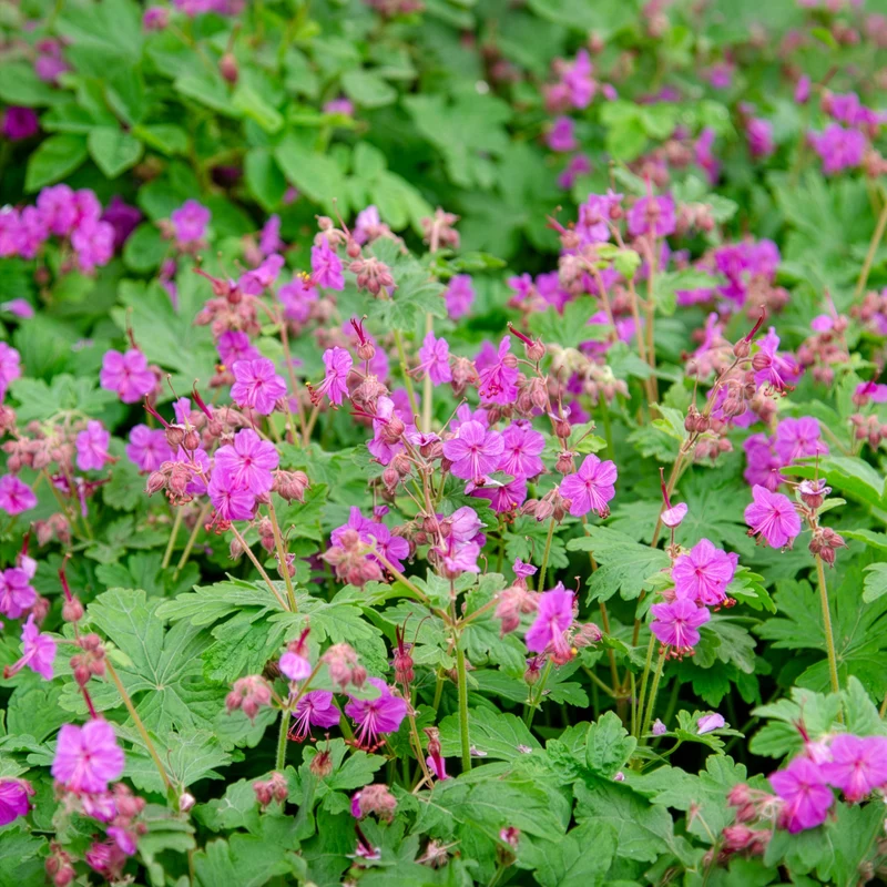 Géranium vivace