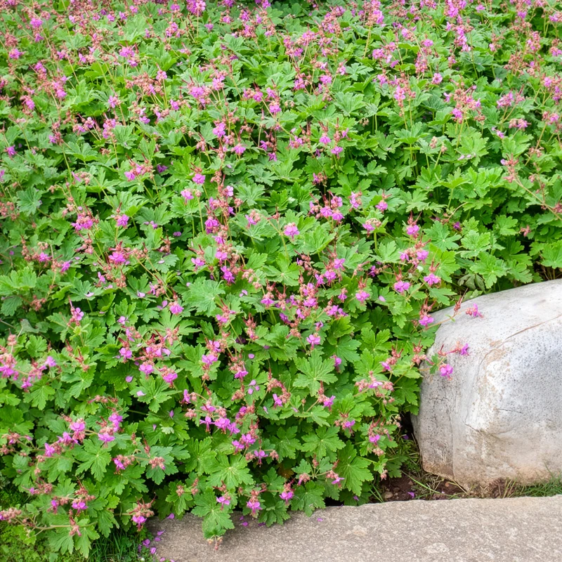 Géranium vivace