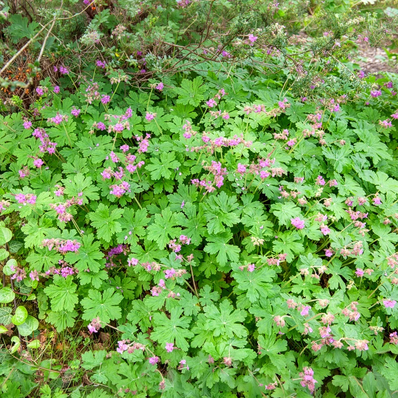 Géranium vivace