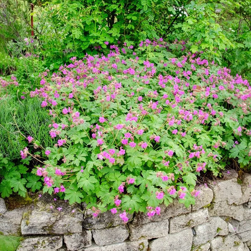 Géranium vivace