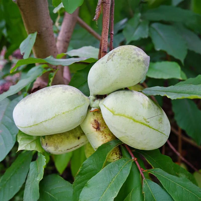 Asiminier - Pawpaw