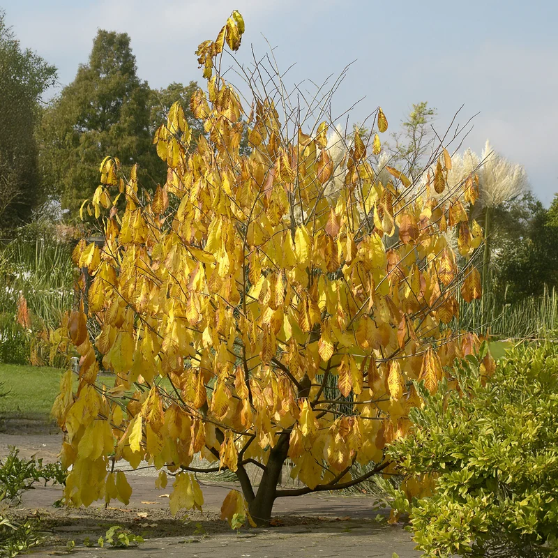 Asiminier - Pawpaw