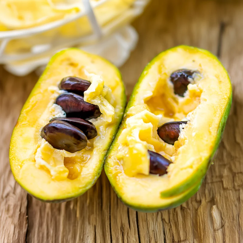 Asiminier - Pawpaw