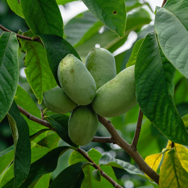 Asiminier - Pawpaw