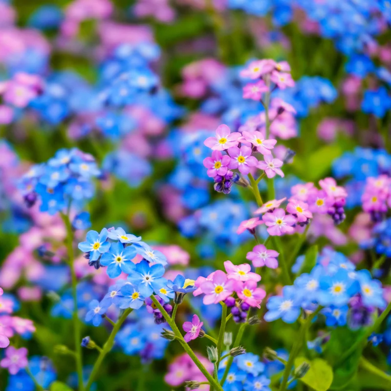 Myosotis des Alpes en mélange