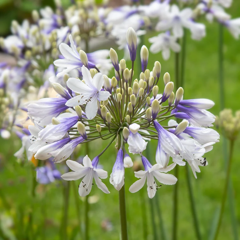 Agapanthe à grandes fleurs Queen Mum