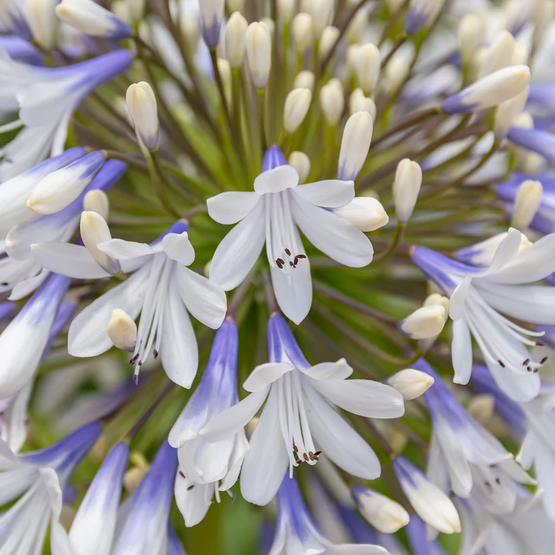Agapanthe à grandes fleurs Queen Mum