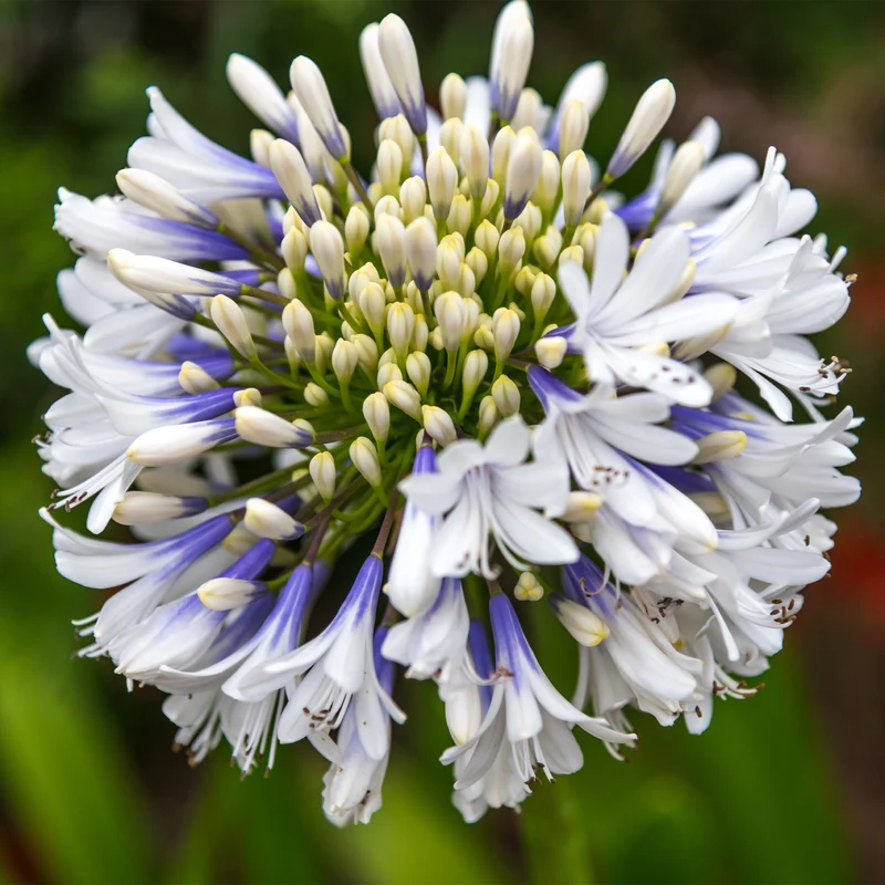 Agapanthe à grandes fleurs Queen Mum
