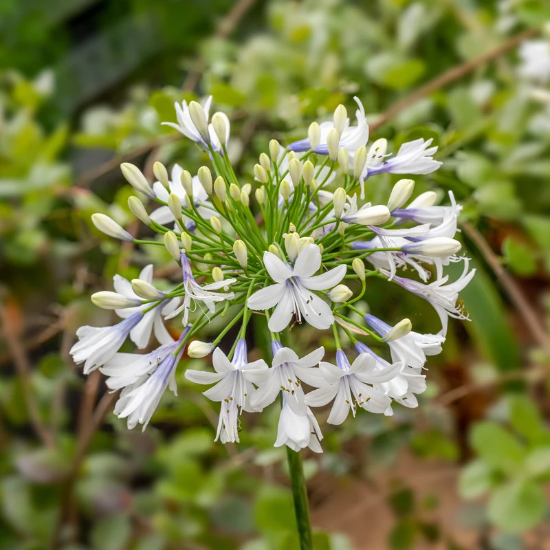 Agapanthe à grandes fleurs Queen Mum