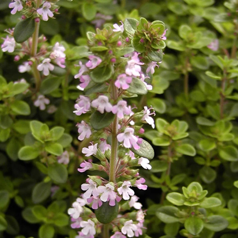 Thym serpolet