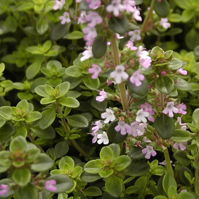 Thym serpolet