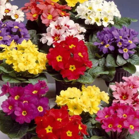 Primevères Colossea à grosses fleurs en mélange