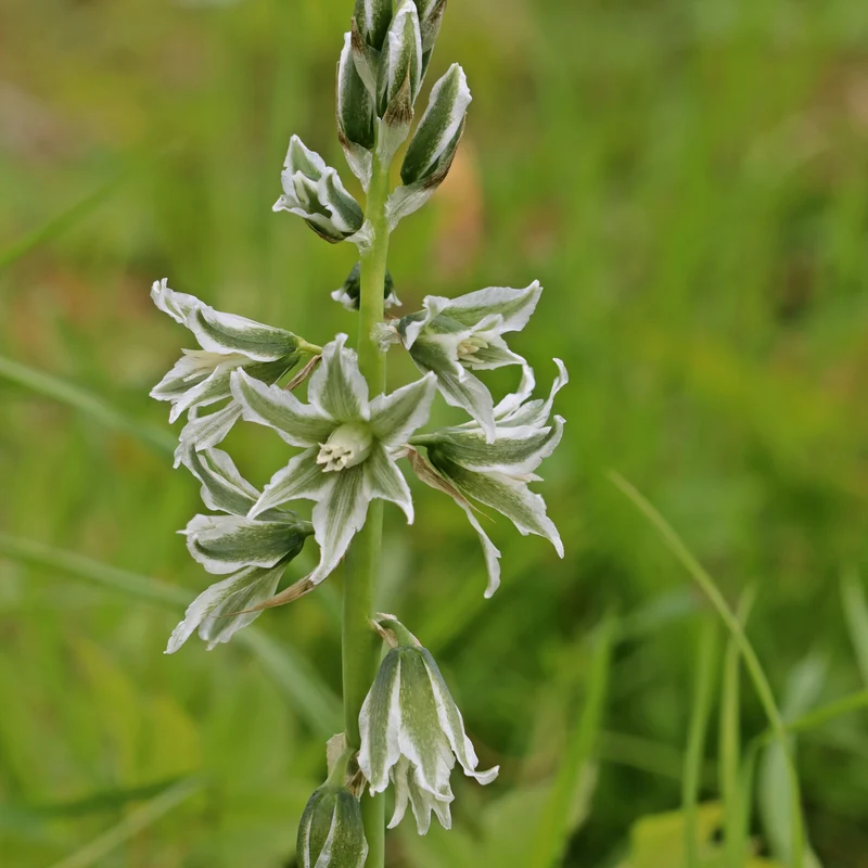 Ornithogale Saundersiae