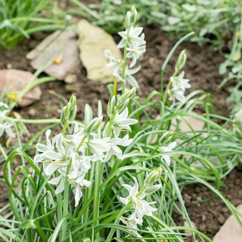 Ornithogale Saundersiae