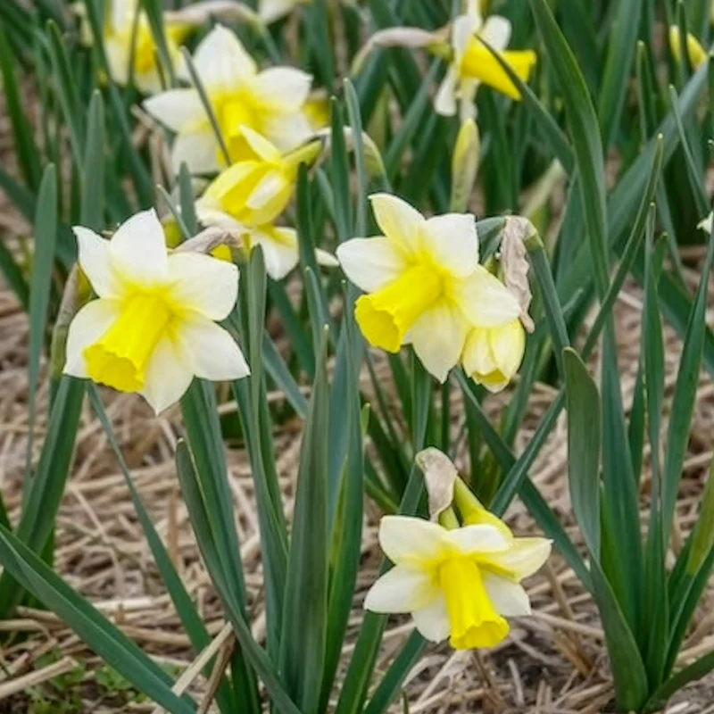 7 Narcisses Golden Echo