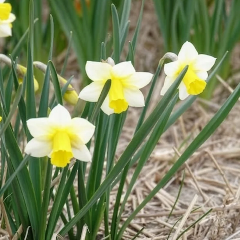 7 Narcisses Golden Echo