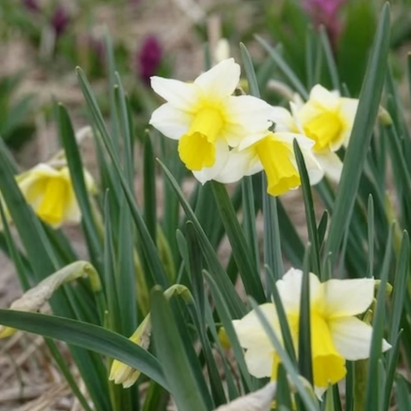 7 Narcisses Golden Echo
