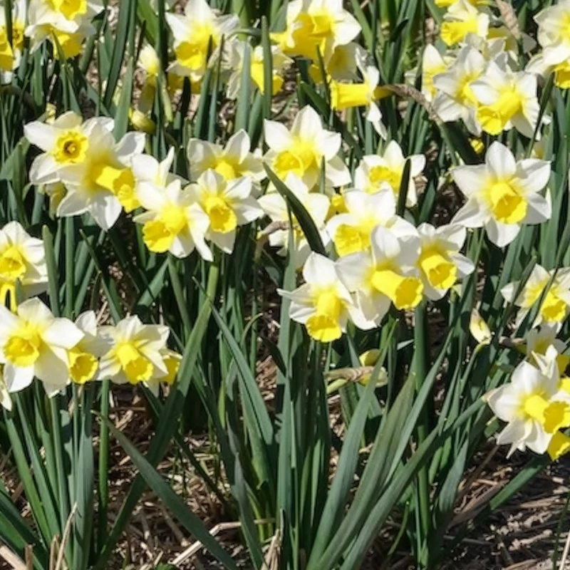 7 Narcisses Golden Echo