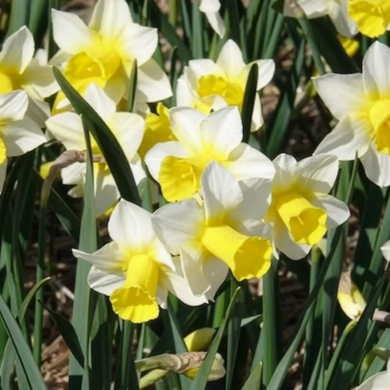 7 Narcisses Golden Echo