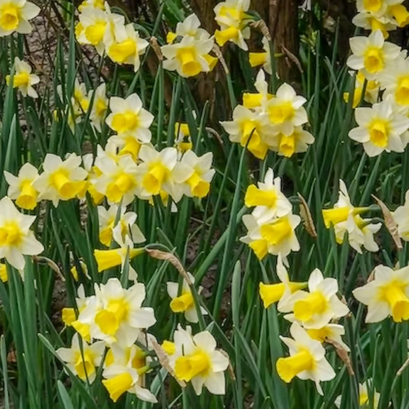 7 Narcisses Golden Echo