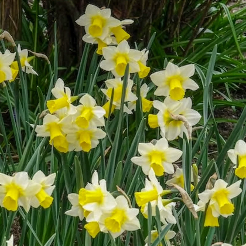 7 Narcisses Golden Echo