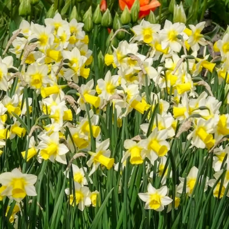 7 Narcisses Golden Echo