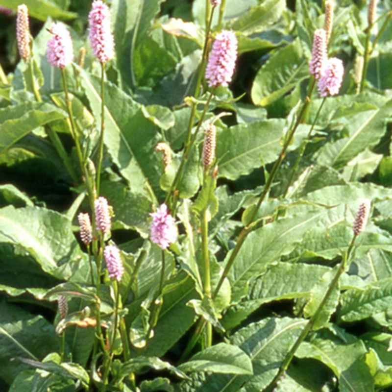 Renouée bistorte Superba