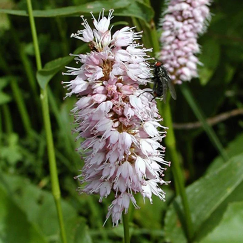 Renouée bistorte Superba