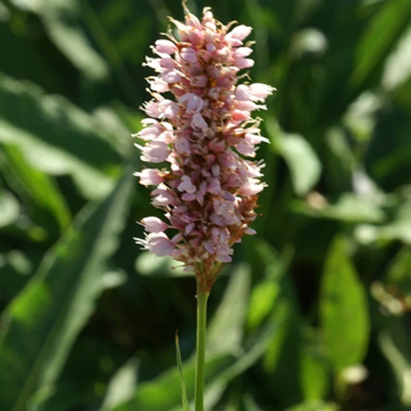 Renouée bistorte Superba