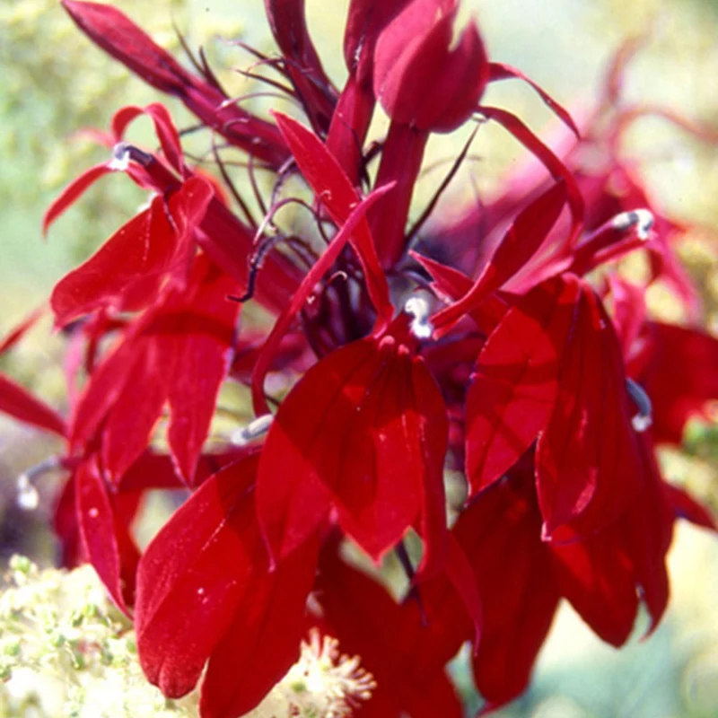 Lobelia Russian Princess