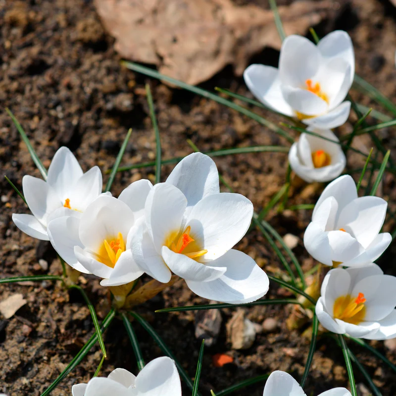 10 Crocus Ard Schenk
