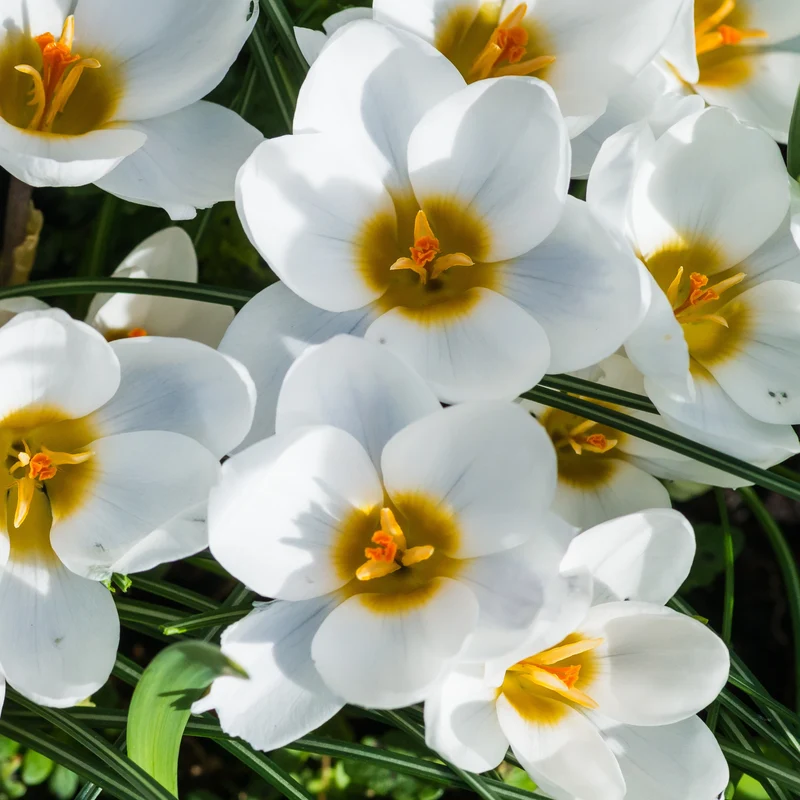 10 Crocus Ard Schenk