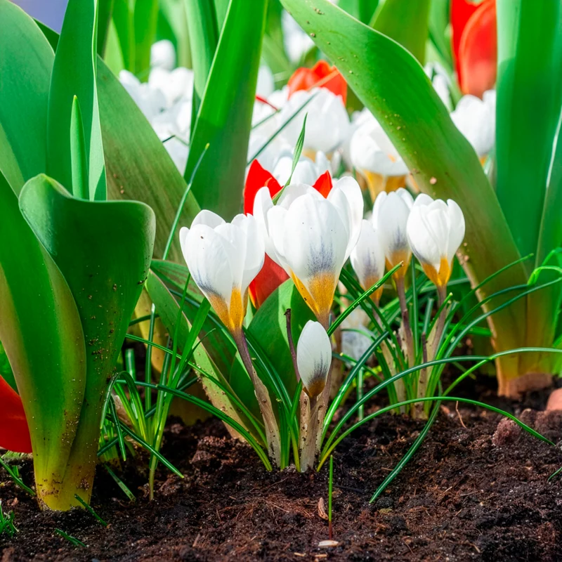 10 Crocus Ard Schenk