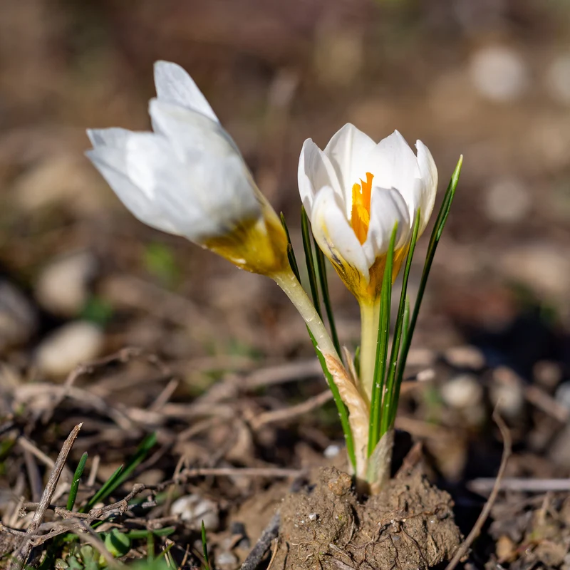 10 Crocus Ard Schenk