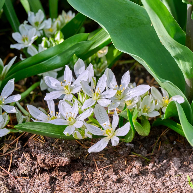 10 Crocus Ard Schenk