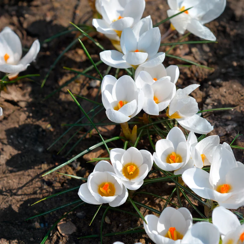 10 Crocus Ard Schenk