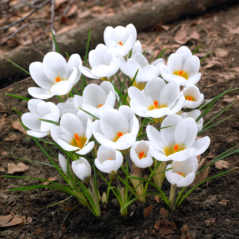 10 Crocus Ard Schenk