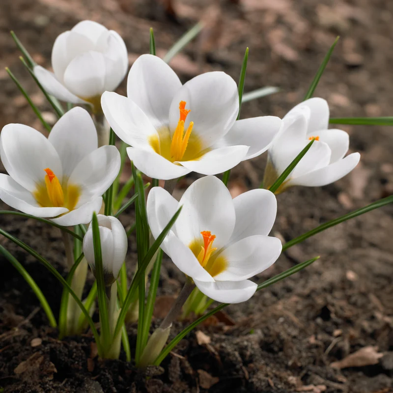 10 Crocus Ard Schenk