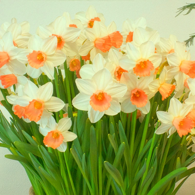 5 Narcisses Iwona