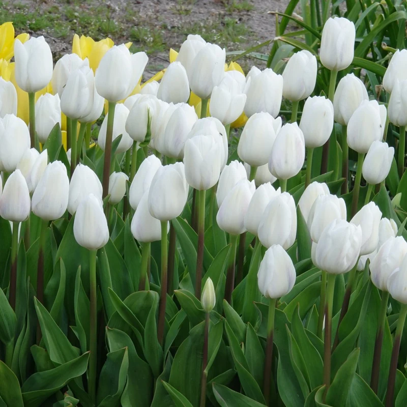 7 Tulipes Triomphe Royal Virgin