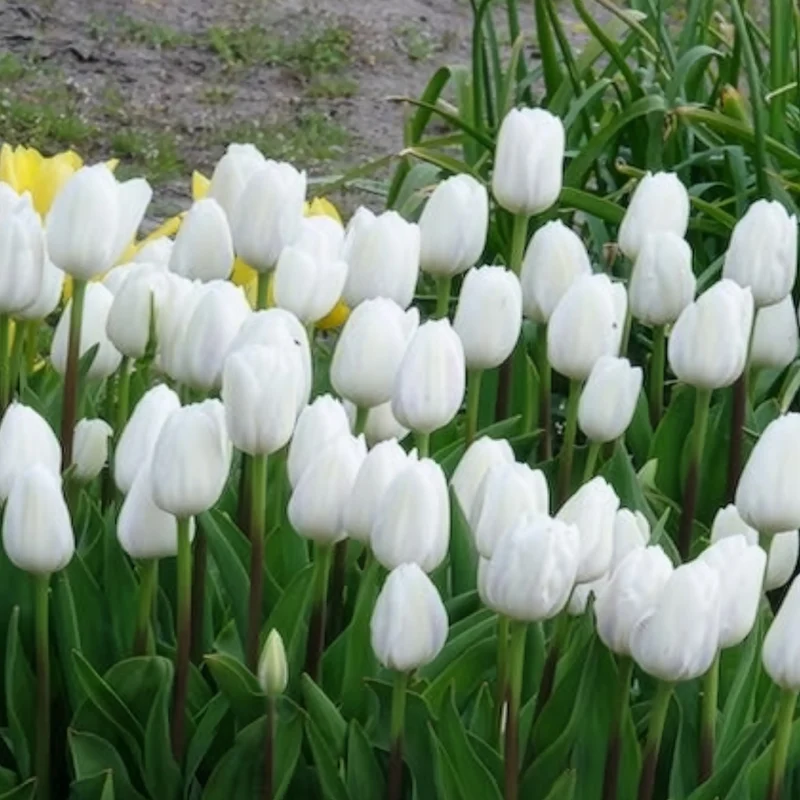 7 Tulipes Triomphe Royal Virgin